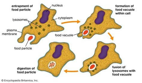 phagogenesis in real life The meaning of PHENOGENESIS is development; specifically : differentiation of the phenotype