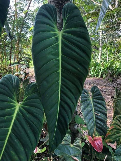 philo esmeraldense  Sometimes known as "Elephant Ears"