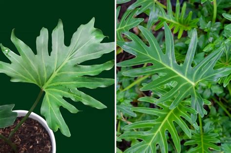 philodendron selloum vs xanadu  Here are some different types of philodendron including common names (first) and their scientific or botanical name (in parenthesis)