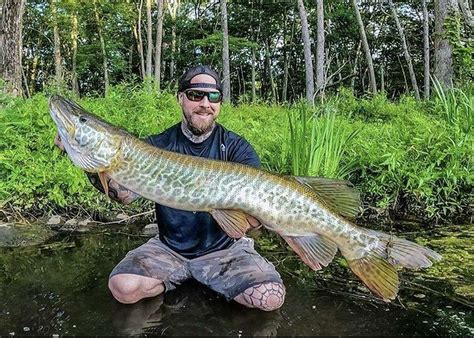 pike muskie hybrid The average size of a muskie ranges between 30 to 48 inches, while pikes range from 22 to 40 inches