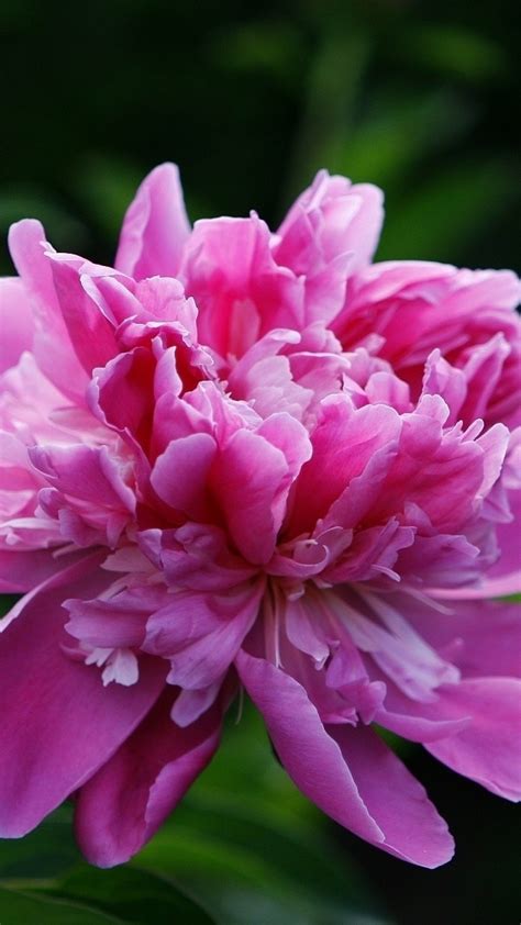 pink peonies gomi  The tree peony grows to more than 2m and has a big visual impact