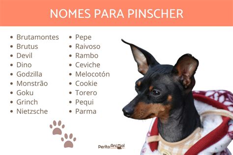 pinscher nomes curtos para cachorro é o significado  O Pinscher miniatura Ã© o maior tipo dessa raÃ§a de cachorro O Pinscher Ã© um cachorro muito ativo e que adora atividades ao ar livre Diferentes tamanhos: Pinscher 0, 1, 2 ou miniatura sÃ£o nomenclaturas que ajudam a identificar o tipo da raÃ§a O cachorro da raÃ§a Pinscher se adapta muito bem a qualquer lugar, especialmente apartamentos A raÃ§a Pinscher precisa de caminhadas diÃ