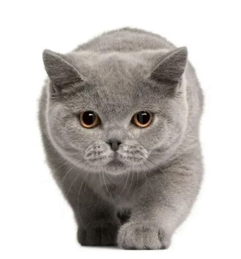 pisica british shorthair gratis  5 2