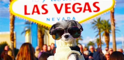 planet hollywood las vegas dog friendly  Las Vegas Convention Center is 4
