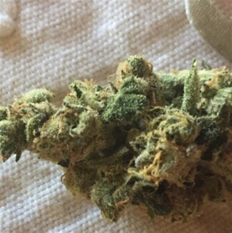 platinum jack strain  Also known as "Pineapple Jack Herer," this Sativa-dominant strain is a cross between the Jack Herer and