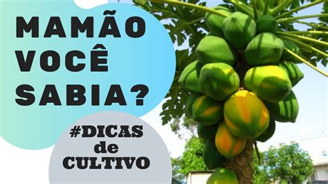 plural de mamao  [ Botânica ] Fruto do mamoeiro