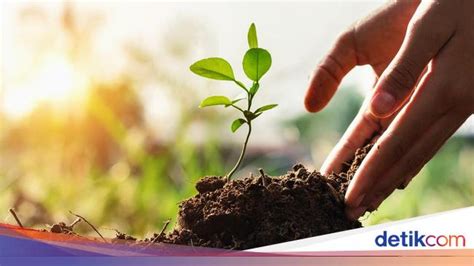 pohon 169 link alternatif LUMAJANG, KOMPAS