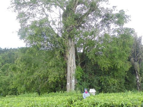 pohon kayu aro  Manfaat lainnya dari buah dan biji mahoni diantaranya yaitu: Sistem pernapasan: Memulihkan bronkitis kronis, asma, batuk, dll