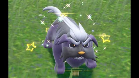 pokemon mabosstiff shiny  With a name and design reminiscent of the mastiff breed of dogs, it's no surprise