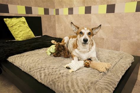 pooch hotel norwalk reviews  You can call this facility by dialing (203) 750—5200