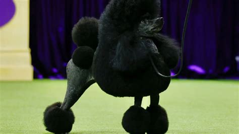 poodle miniatura Similarities and differences between Miniature Poodle vs Portuguese Water Dog