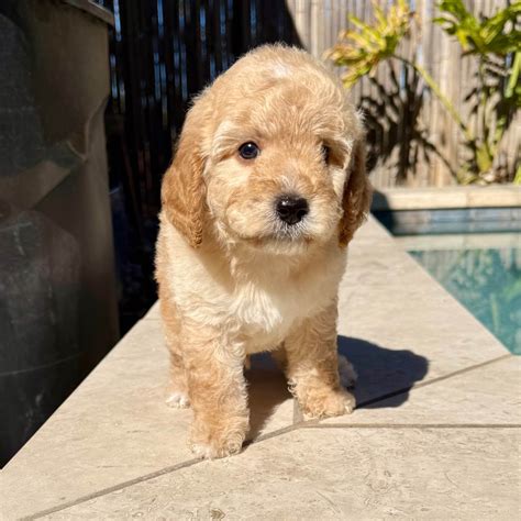 poodles for sale  Poodle Puppies for Sale in PA | Poodle Puppy Adoptions