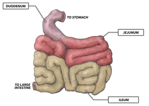 portionhub It contains the nuclei of the