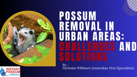 possum removal bouddi  Pest