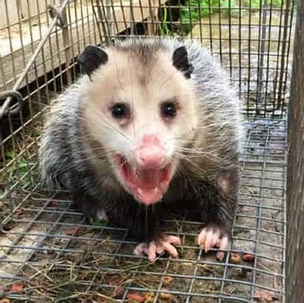 possum removal carine  If you decide to use ammonia, be careful! This stuff can be really dangerous for you