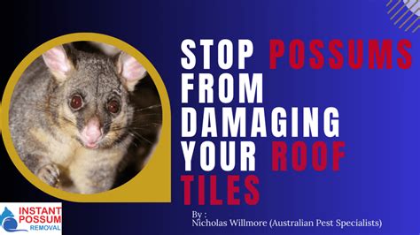 possum removal castella  We have extraordinary working staff for giving reliable possum removal services to the locals of