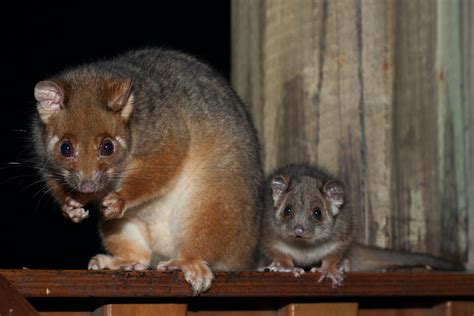 possum removal davistown Lucy