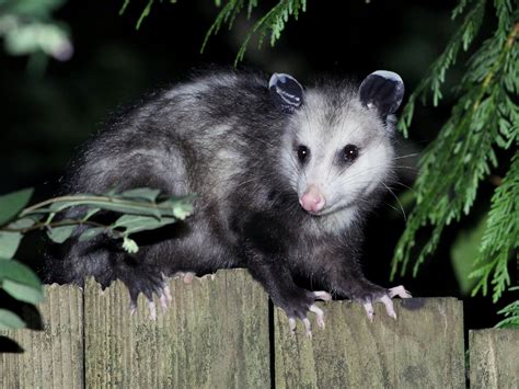 possum removal davistown  The national average cost ranges from $200 to $400, with most homeowners paying about $250 to remove a possum family from a chimney