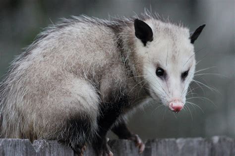 possum removal denistone west  In general, expect to pay about $250 for indoor possum removal