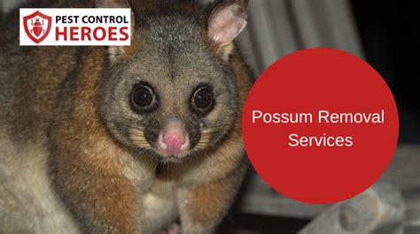 possum removal denistone west  9 Perkins Street Denistone West, NSW 2114