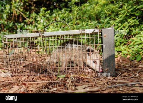 possum removal gosford  We Offer simple, Eco-friendly, quick, and cost effective Possum Removal in West Gosford