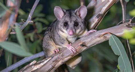 possum removal lyndhurst  Bee Exterminating Methods in NJ