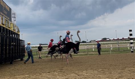 prairie meadows ostrich races 2023  (BT) Race 9 at Prairie Meadows on August 25, 2023