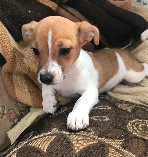 preloved jack russell puppies for sale in suffolk  Here we have an outstanding parson Russell terrier pups both male and female