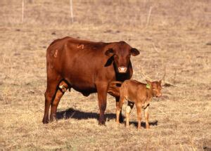 pros and cons of beefmaster cattle  Although artificial insemination is a viable option for farmers, it does not provide the same level of guarantee as natural conception