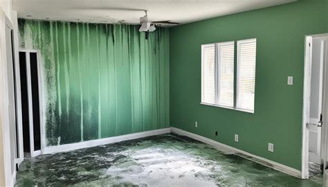 psl mold remediation Quality 1 Restoration