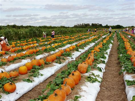 pumpkin patches near jacksonville fl 95 for adults and children age 3 and up on weekends and $9