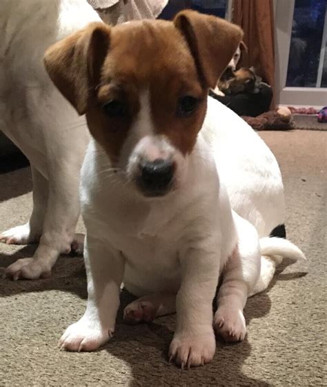 puppies for sale ayrshire Jug puppies FOR SALE (pug cross Jack Russell) 4 boys & 1 Girl Mother is a Pug Cross Jack Russell and Dad is a Jack Russell 50% non refundable deposit required Ready on the 18th December 🤎🖤🤍 F