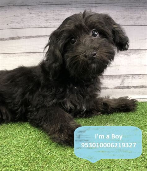 puppies for sale blacktown  Use the search tool below to browse adoptable puppies and adult dogs in Dayton, Ohio