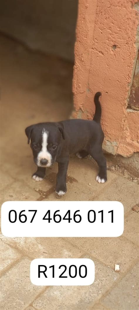 puppies for sale pretoria  Find your perfect here by visiting the dogs and puppies that are for sale