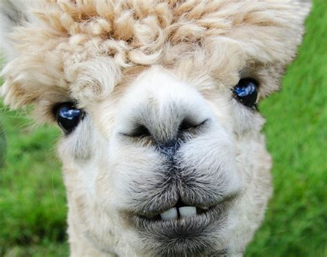 purp. alpaca Best alternatives to Alpaca