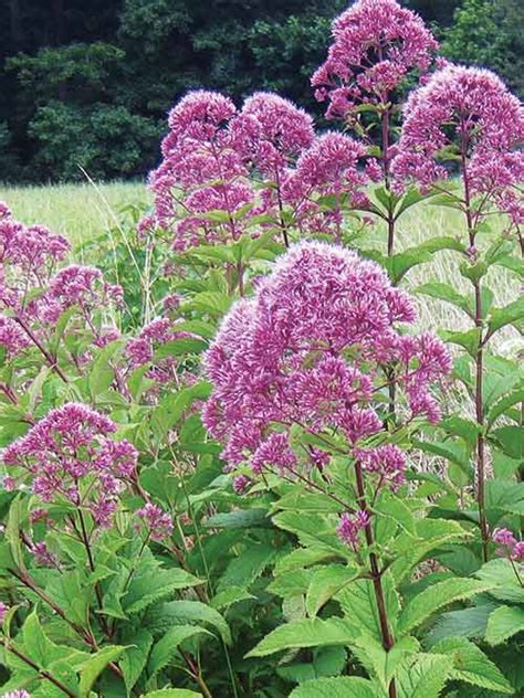 purple node joe pye weed wv ecotype  Eupatorium perfoliatum