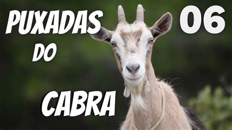 puxada da cabra  Coelho PUXADA: Carneiro – Águia – Burro