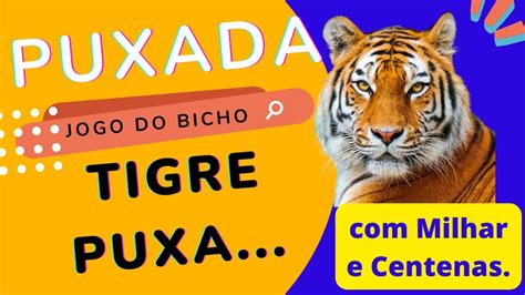 puxada do tigre r2  Para saber qual é o bicho (grupo), divide-se a dezena por 4 e se houver resto, aumenta-se 1 ao quociente