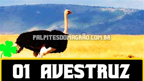 puxada magrao  Avestruz PUXADA: Vaca – Avestruz – Águia – Galo – Pavão – Peru