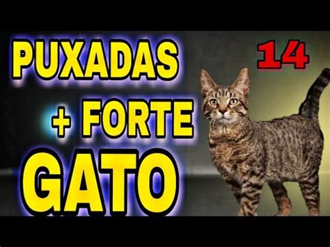 puxadas do gato  Find your friends on Facebook