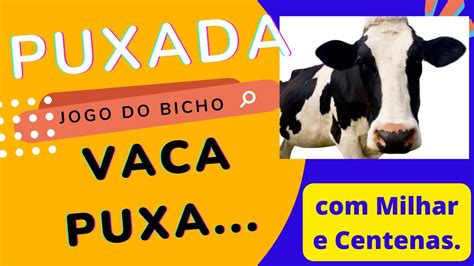 qual é a puxada da vaca Qual o jeito formo palpite para ganhar no Jogo do Bicho com milhar da cobra que mais saem no jogo do bicho