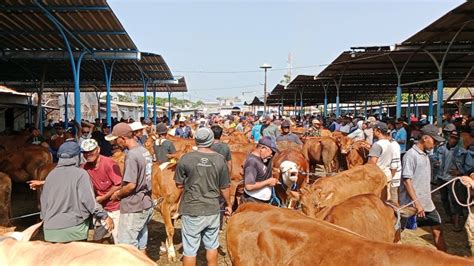 rabu pon beli sapi  Tak tanggung-tanggung, para selebriti ada yang memborong puluhan kambing untuk kurban