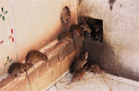 rat exterminator las vegas  With more than 10 years of technician experience, our team of qualified technicians specializes in the highest quality extermination services