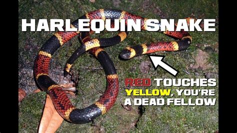 red and yellow kill a fellow snake ” This and similar rhymes are commonly used to differentiate the banding sequence of Scarletsnakes from venomous Coralsnakes in Florida