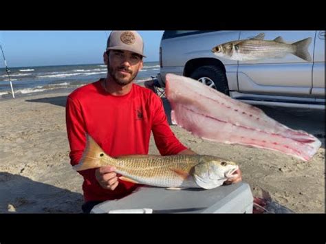 red drum legal size texas  Freshwater drum are silvery in color and lack the distinctive tail fin spot of red drum