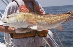 red drum texas limit  Seatrout Bag & Length Limits