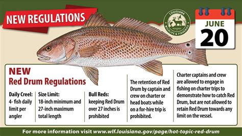 redfish limits louisiana  Leaders can measure 9 to 12 feet, with a 40-pound butt section tapering to a 15- or 20-pound tippet