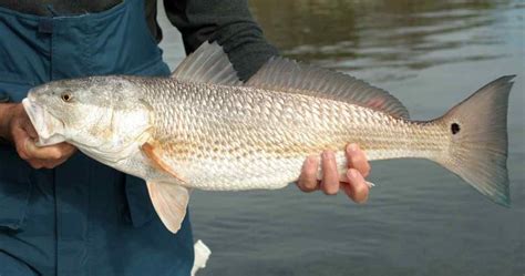 redfish size limit in texas 