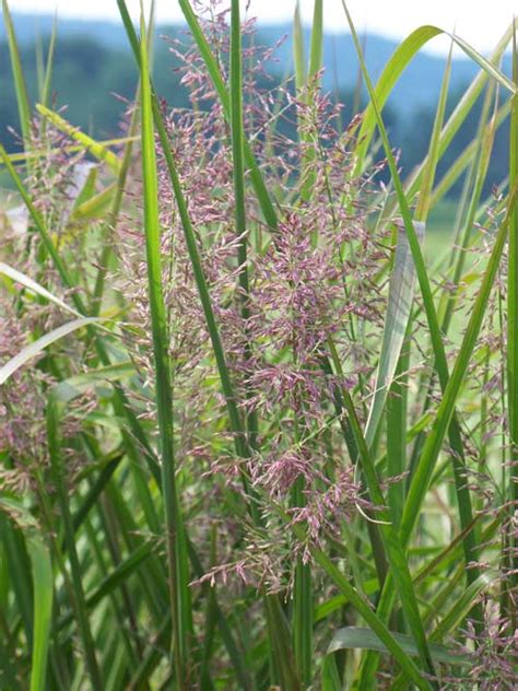 redtop panicgrass coastal plain nc ecotype  Seed Information