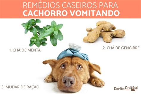 remédio caseiro para cachorro vomitando  Ofereça o soro caseiro em pequenas doses